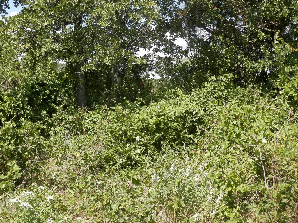 Picture 15