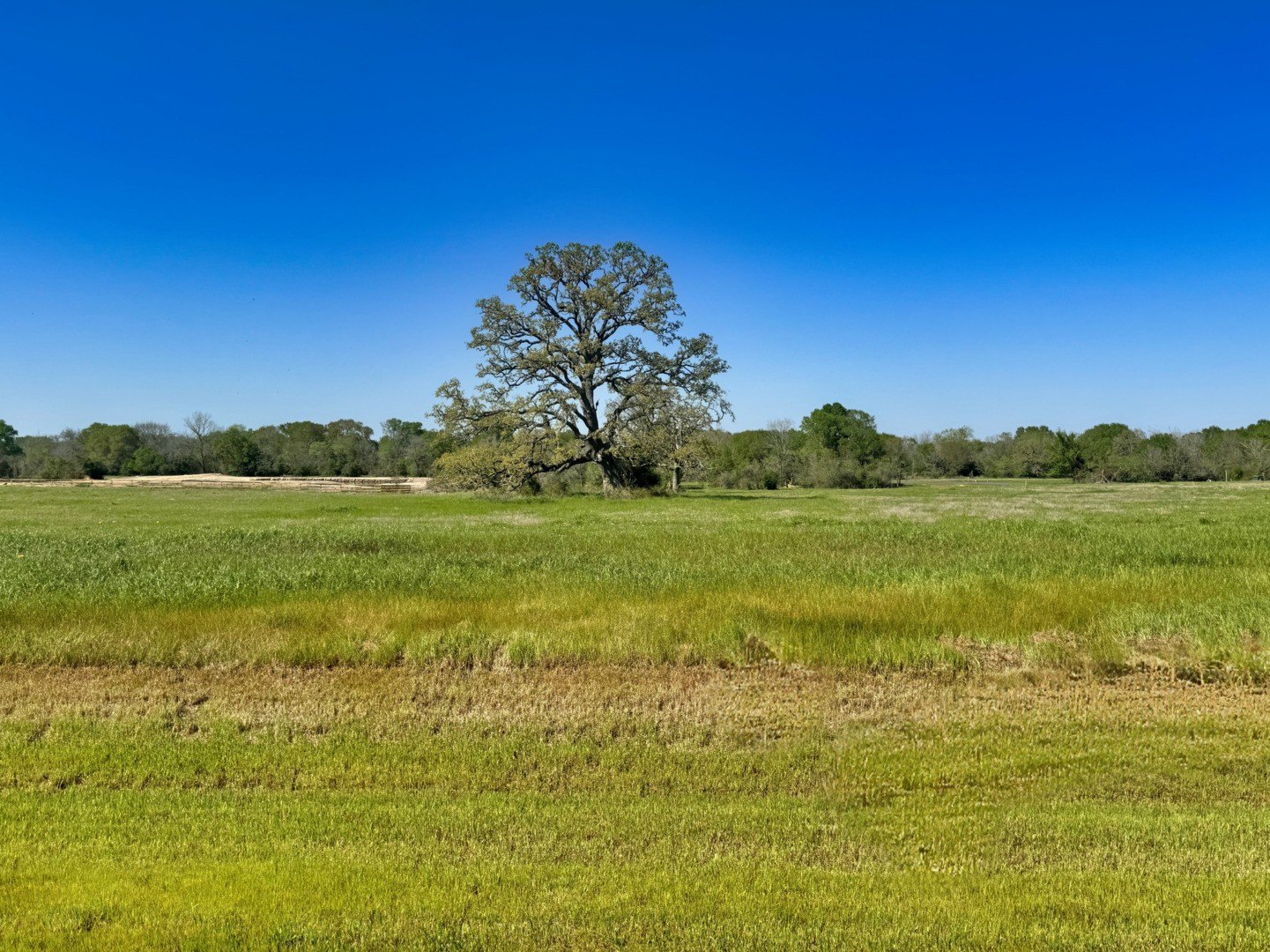 Residential Land in Iola, TX