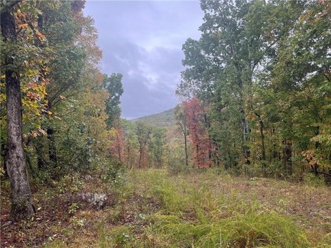 Secluded 30 Acres in NWA
