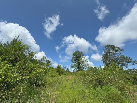 39.93 Acre Hunting & Timber