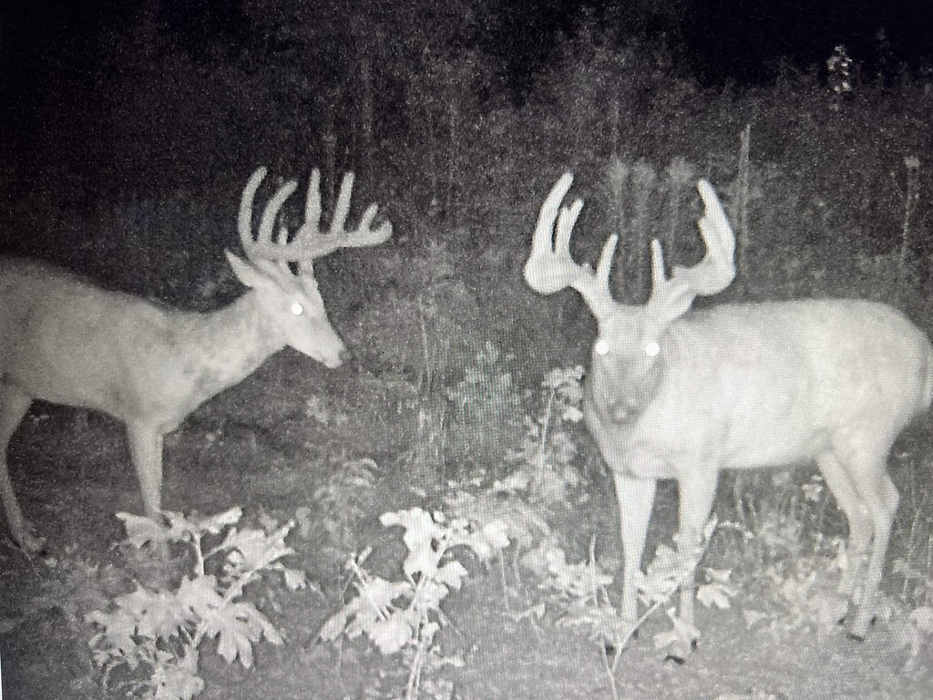 Picture 23