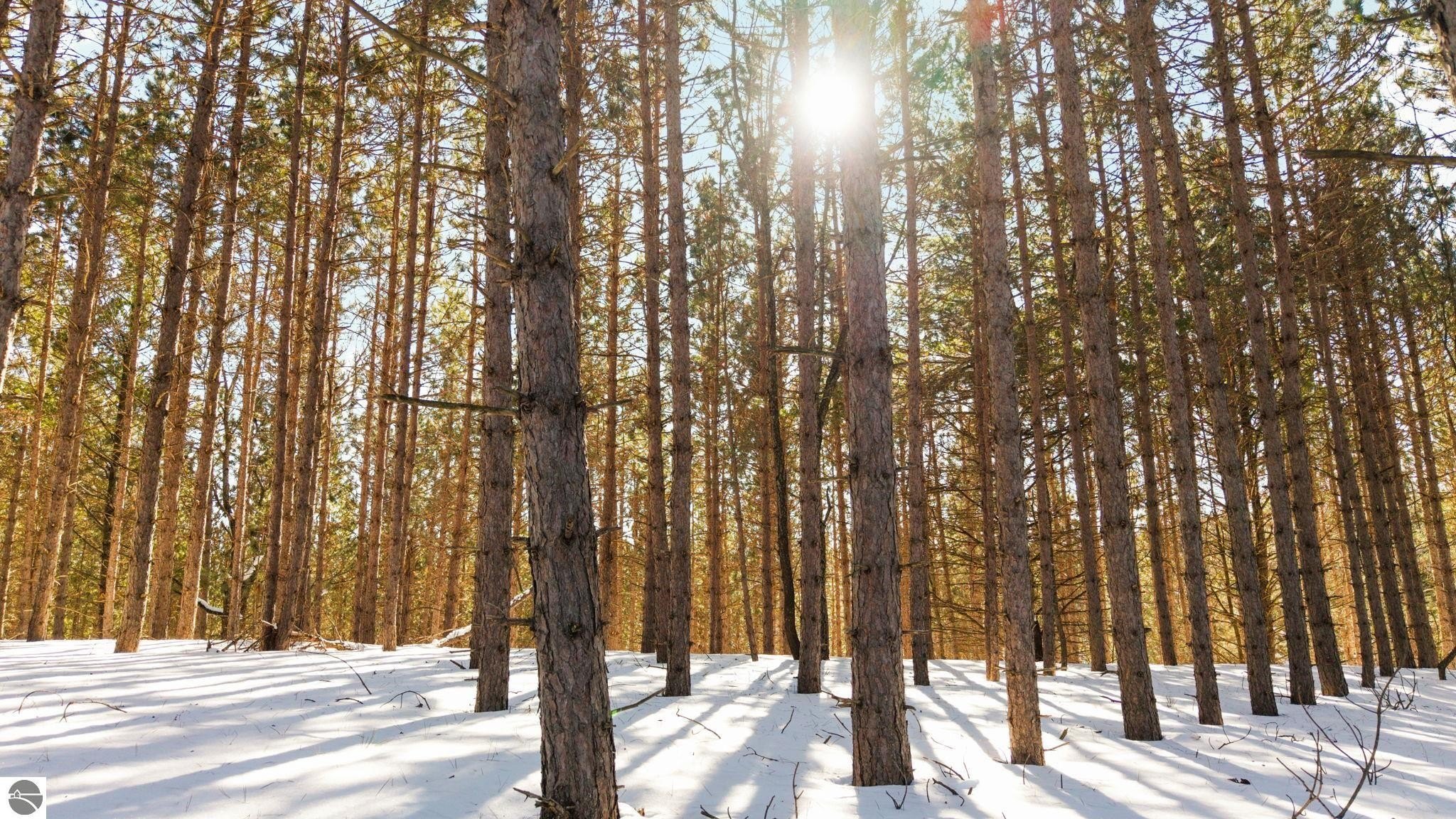 Secluded Wooded Parcel Near Truax Lake
