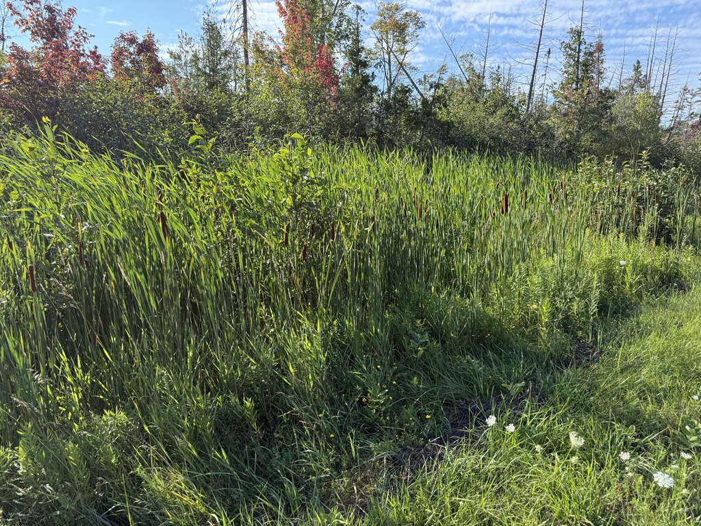Picture 60