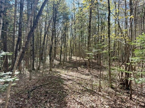 Wooded Parcel with Trail Access