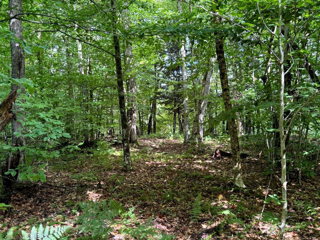 Picture 8