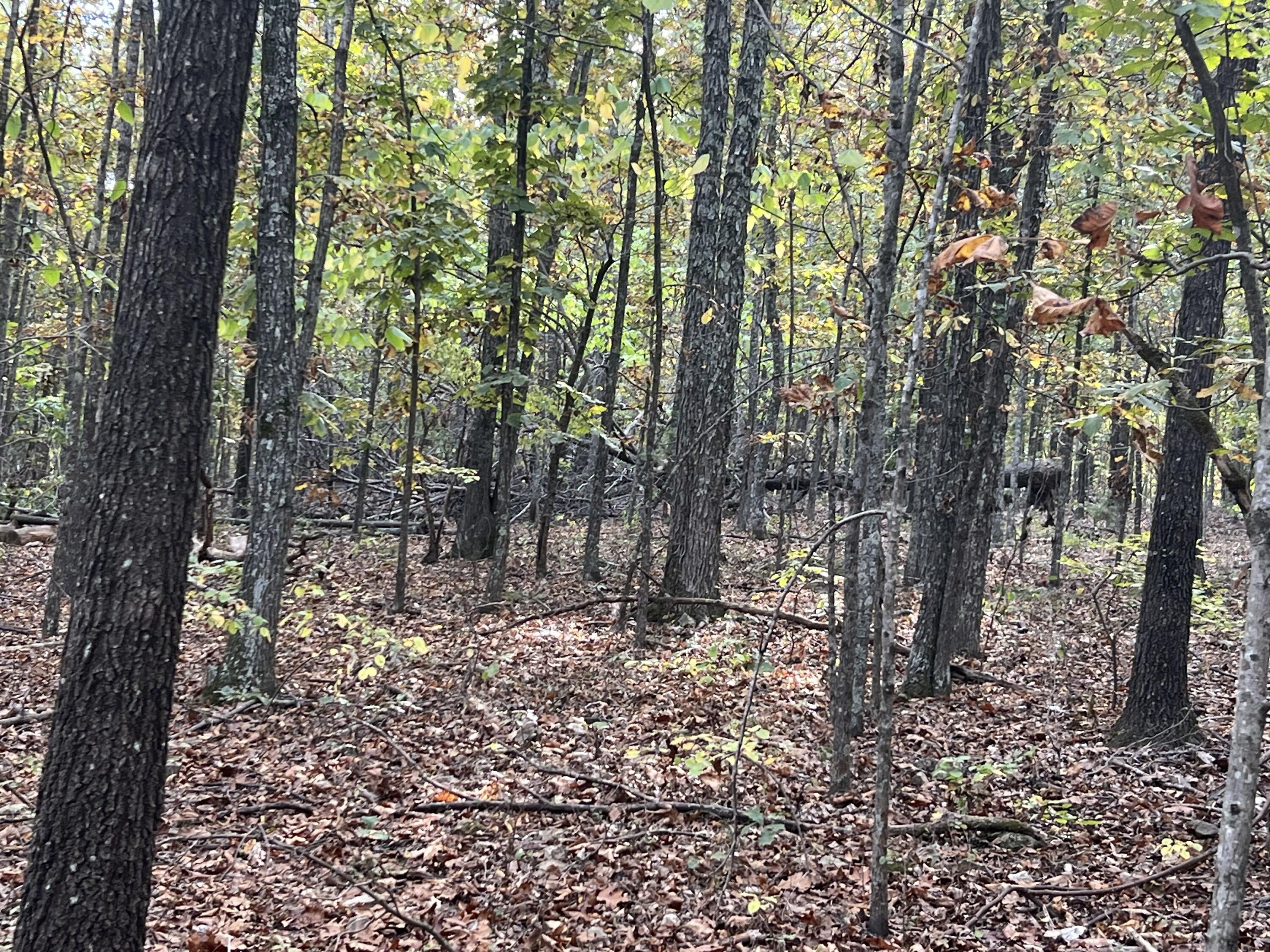 Scenic Wooded Land Near River