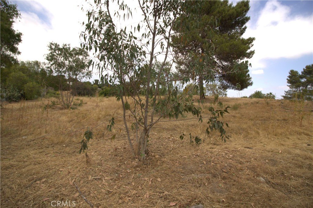 Picture 24