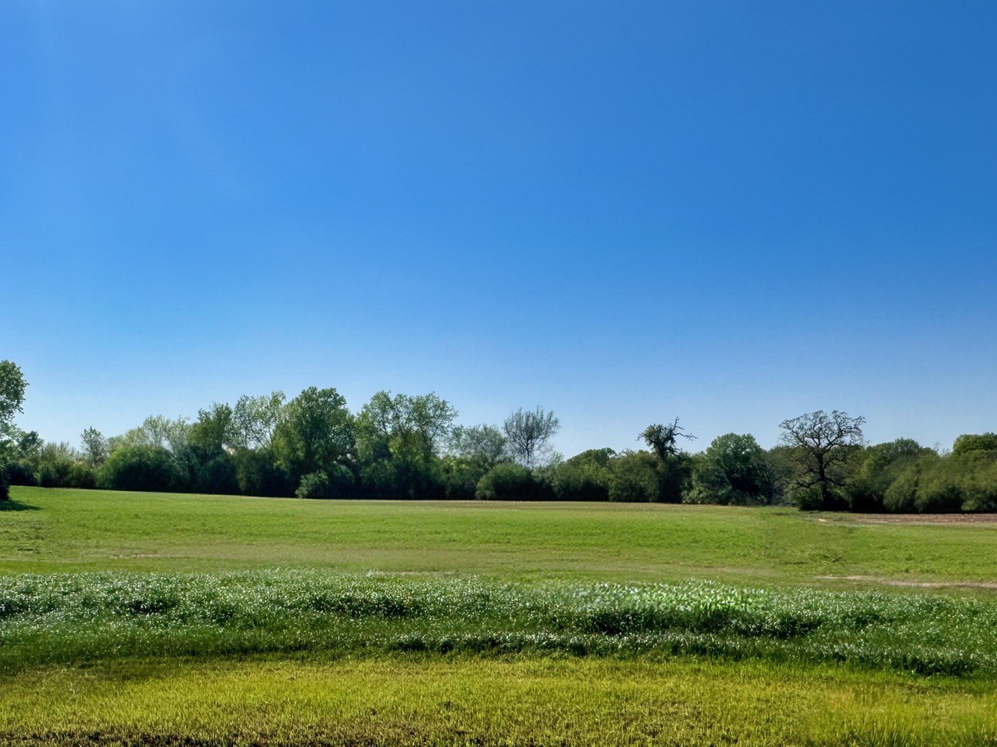Residential Land in Iola, Texas