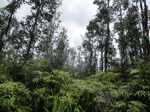 Mountain View Land For Sale