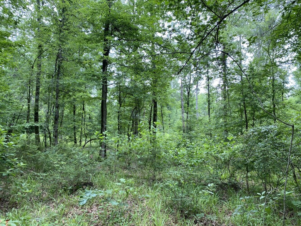 Picture 44