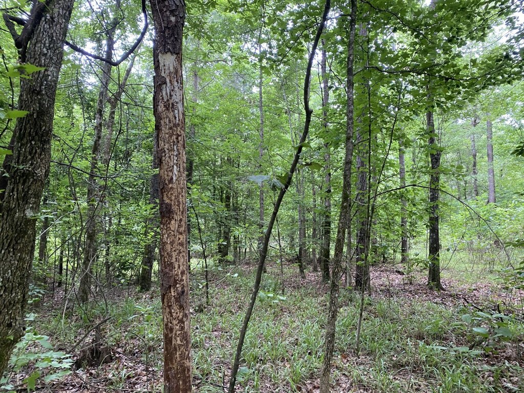 Picture 18