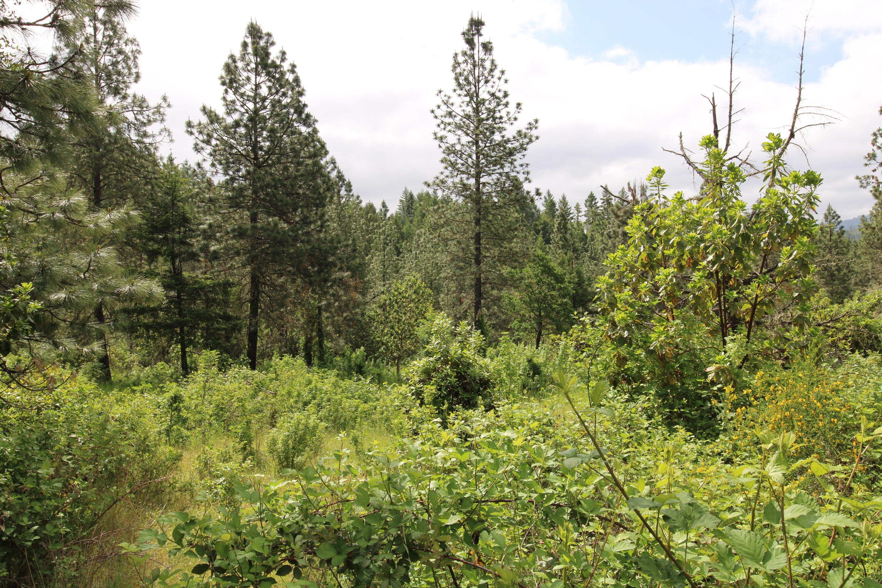 Riddle, Oregon Land with Tailings
