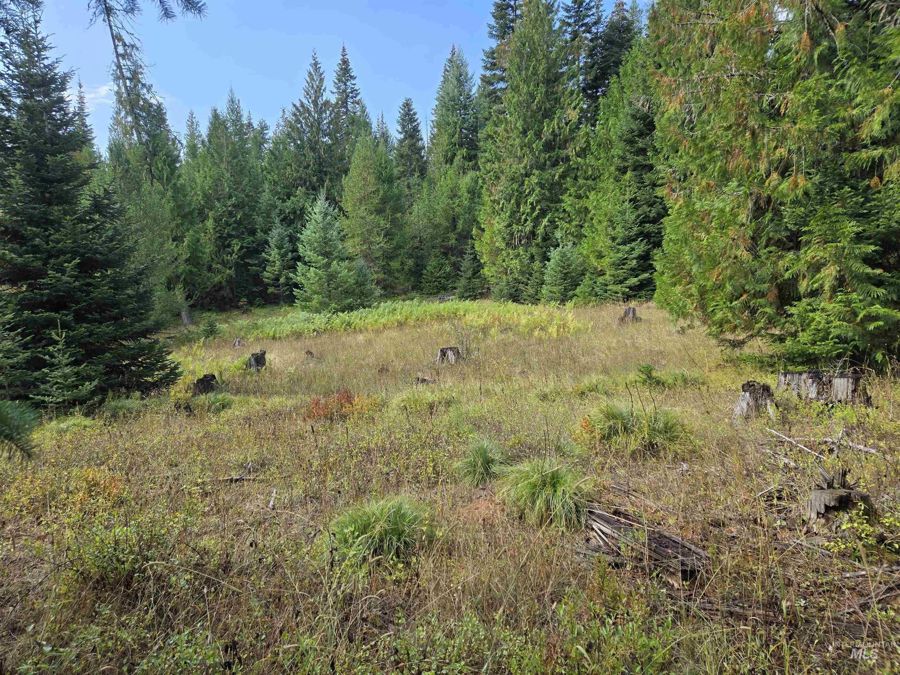 Secluded Timbered Land in Weippe