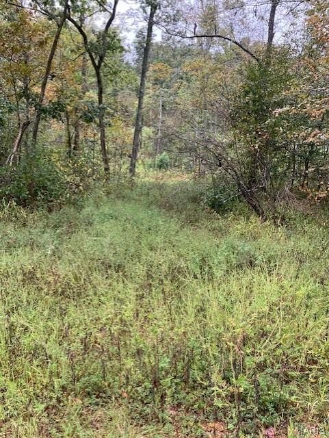 Wooded Acreage Near National Forest