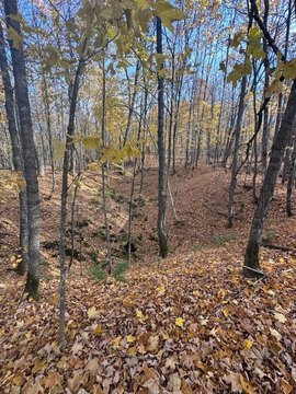 Land, Montreal, WI