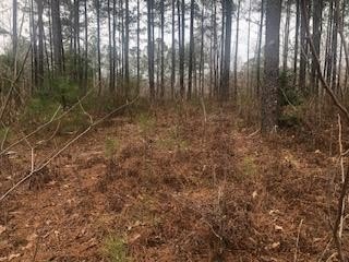 Land - Haleyville, AL