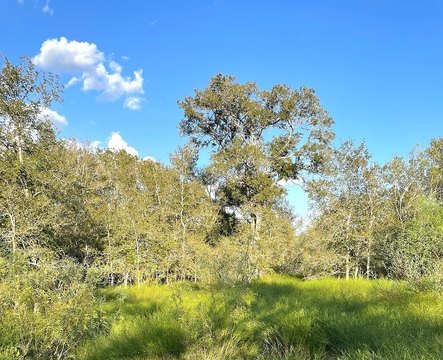 Wooded Land with Road Frontage
