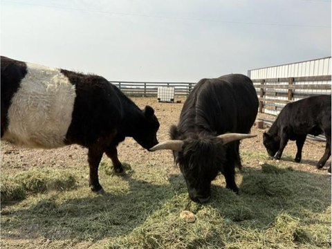Pierce, CO Land For Sale