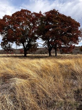 Hamilton, TX Vacant Land