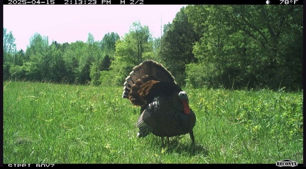 Picture 3