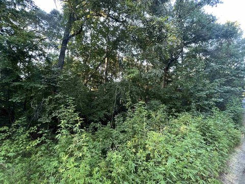 Land in Gilmer, Texas