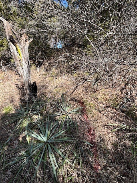 Picture 17