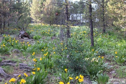 Island Park Treed Building Lot