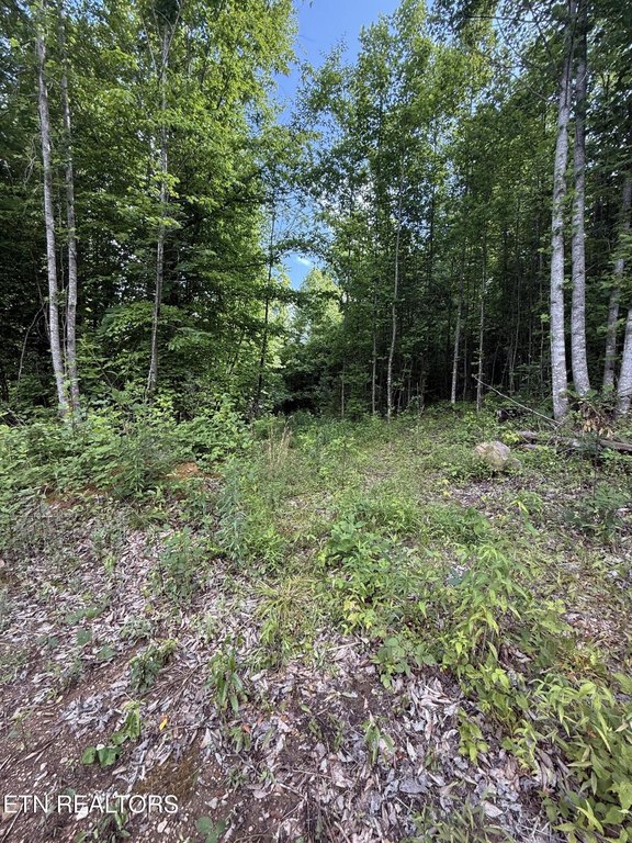 Picture 27
