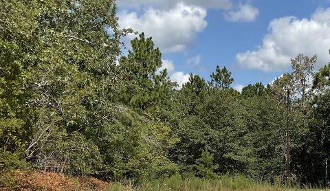 Aiken Land Near University Campus