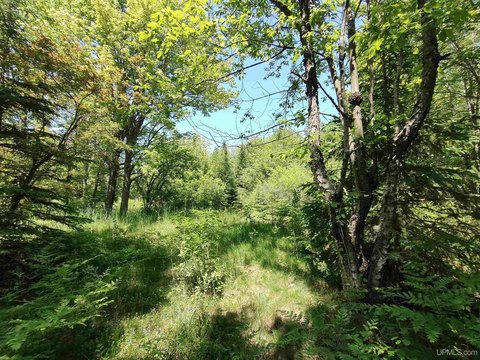 Wooded Acreage in Alger County