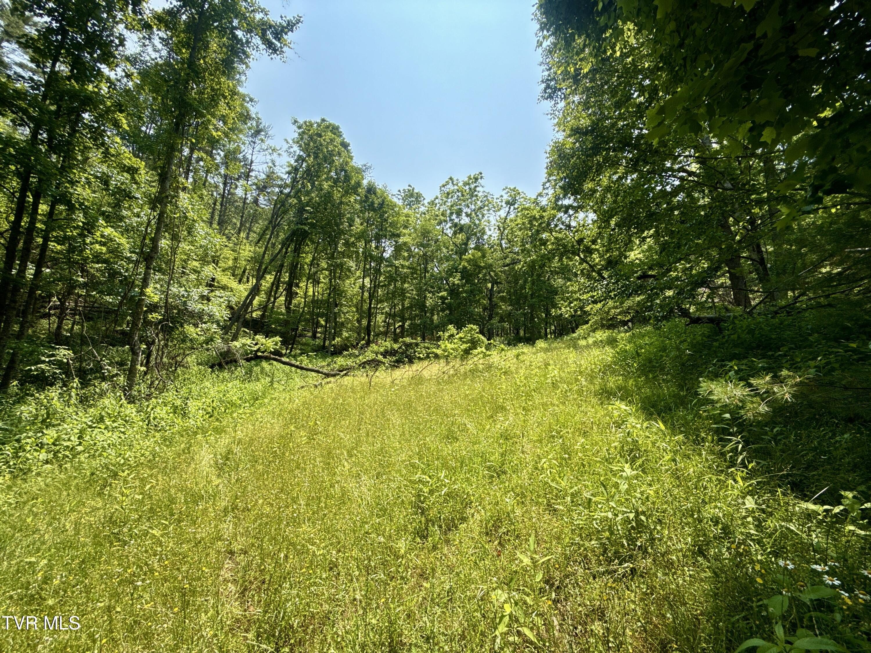 Appalachian Timberland with Long-Range Views