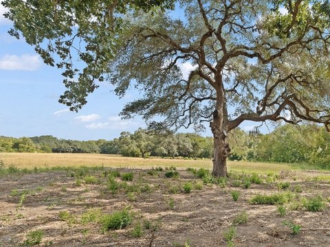 Land, Schulenburg, TX