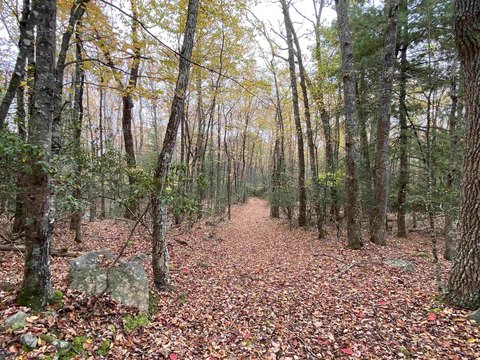 Mountain-Side Land with Timber
