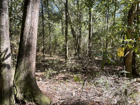 Waterfront Acreage on Pierce Creek