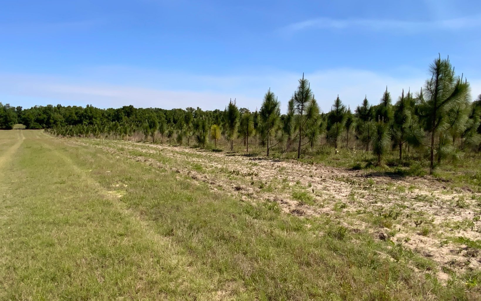 39.5 Acres with Longleaf Pines