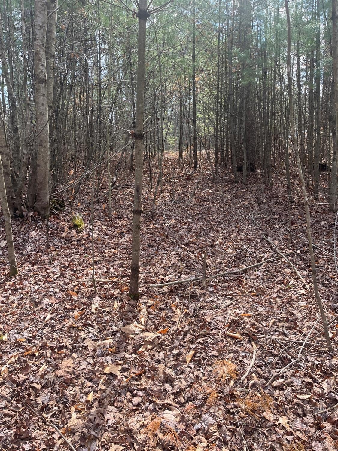 5-Acre Land in Monroe, VA