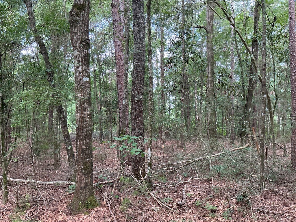 Picture 21