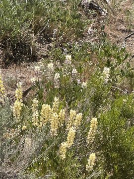 Montello, NV Land Opportunity