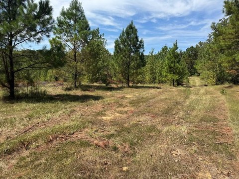 Four Acre Tract in Taylor