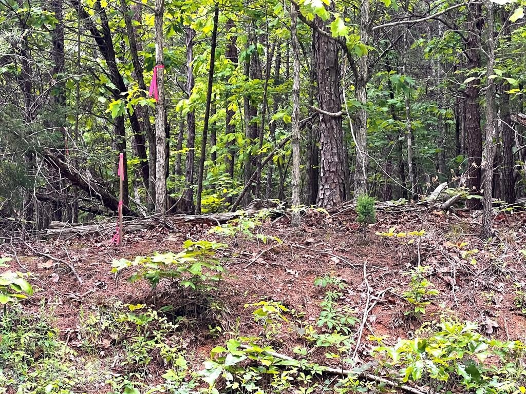 Two Acres Wooded Land