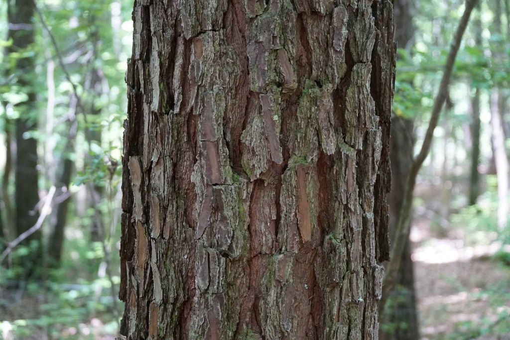 Picture 47