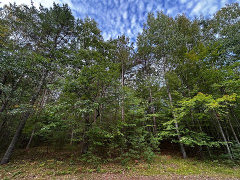 Land, Minocqua, WI
