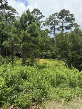 LAND - Sneads Ferry, NC