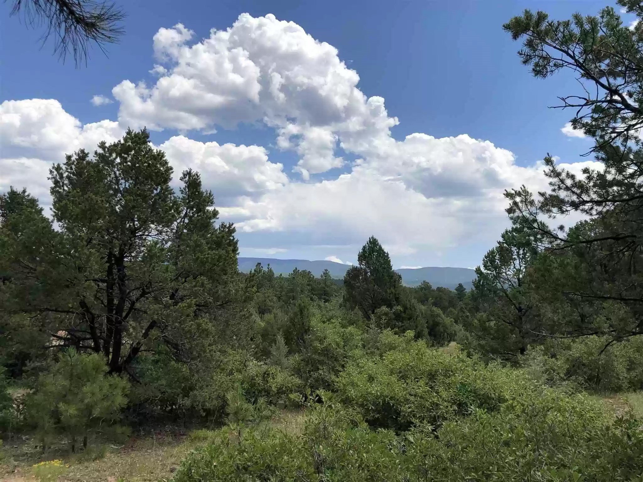 Wooded Lot in Gated Community