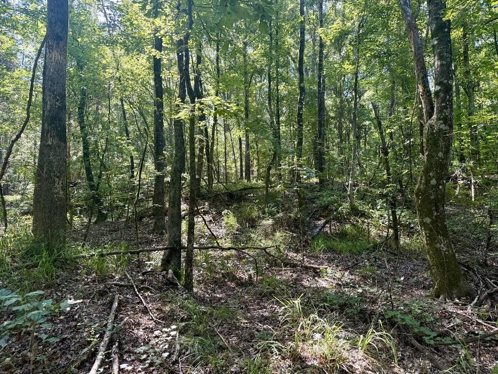Picture 23