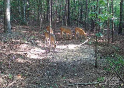 Unrestricted Land in Western NC