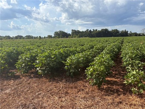 Land, Atmore, AL