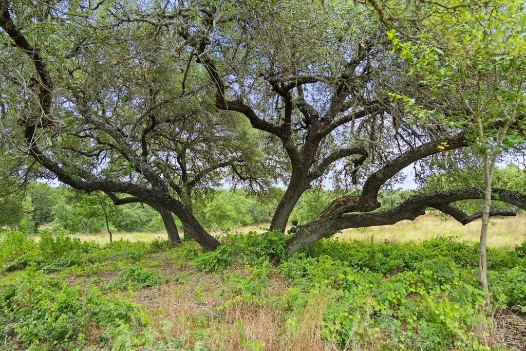 Picture 25