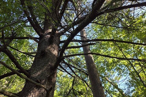 Land, Lake Tomahawk, WI