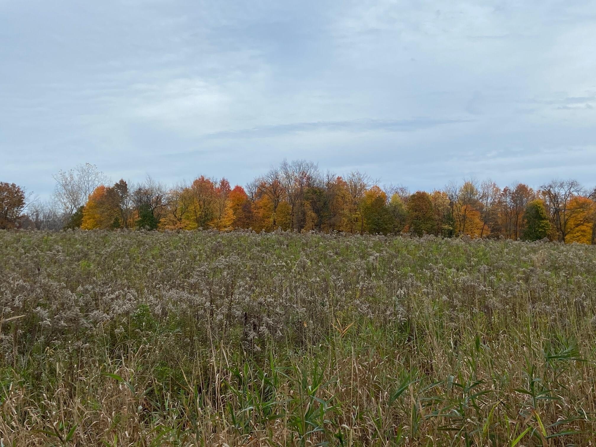 Scotts, MI 1.5-Acre Homesite
